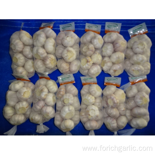 Jinxiang Normal White Garlic